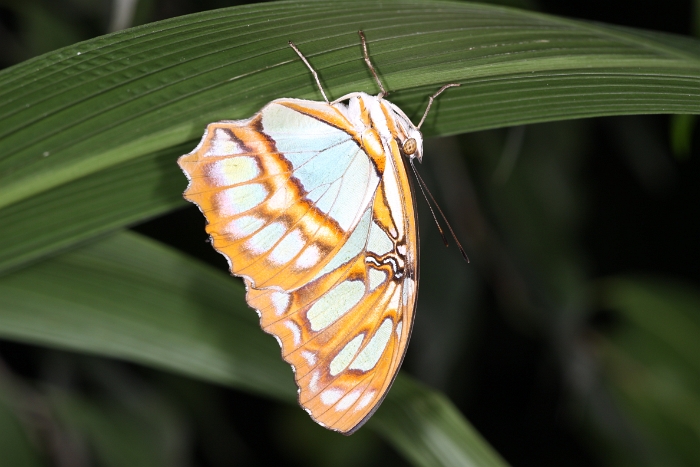 Sortie 1er aout - Papillorama - 008